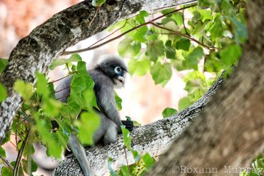 A dusky leaf langur sits in a tree at Phra Nang Beach.