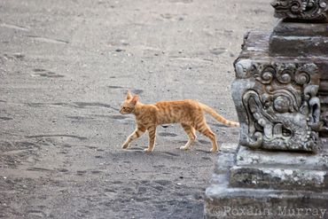 Orange cat walking in a temple