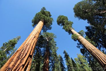 Looking up at sequoia trees