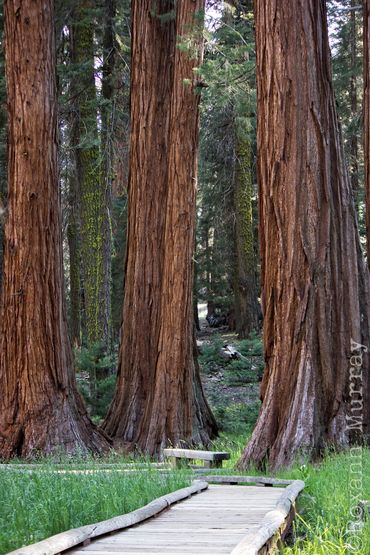 Tall sequoia trees