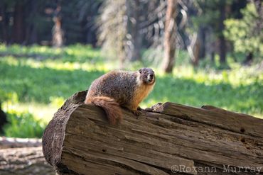 Marmot in Sequoia National Park