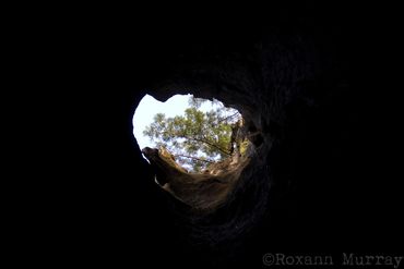 Looking out of a redwood tree