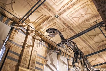 A Tyrannosaurus rex skeleton hangs from the ceiling at the Natural History Museum in London. 