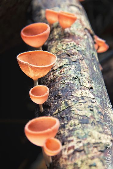 Orange cup fungi