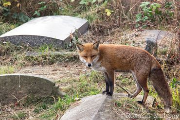 Fox at Brompton Cemetery 