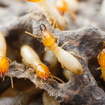Close Up of Termites