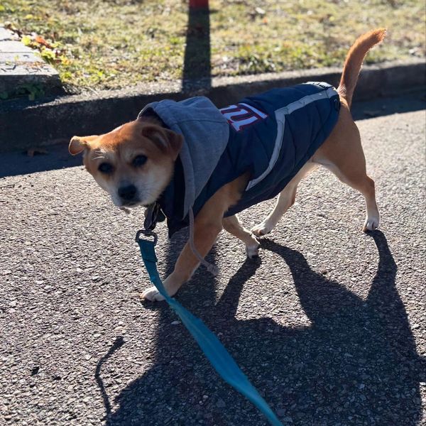 Small dog in a jacket on a leash outdoors.