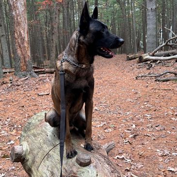 Long Island, New York professional boarding and maintenance for law enforcement and detection dogs.