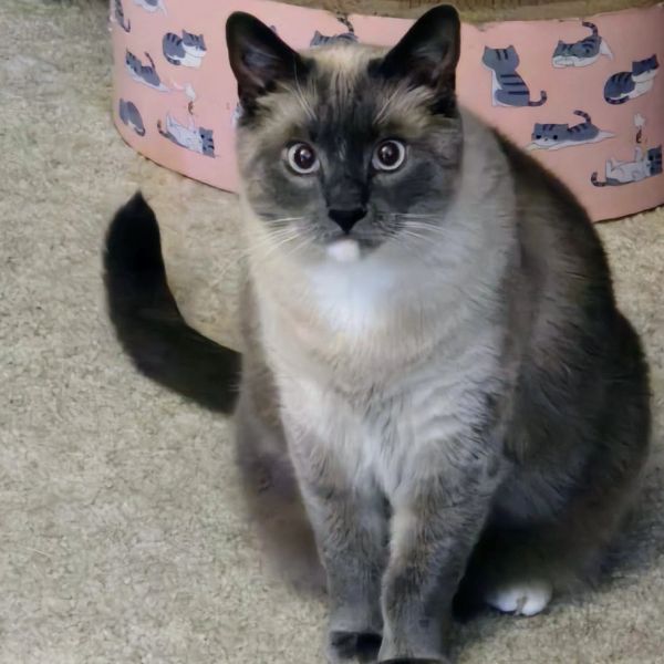A siamese blue point cat with blue eyes sitting on carpet at Southwest Petsitting in Berea