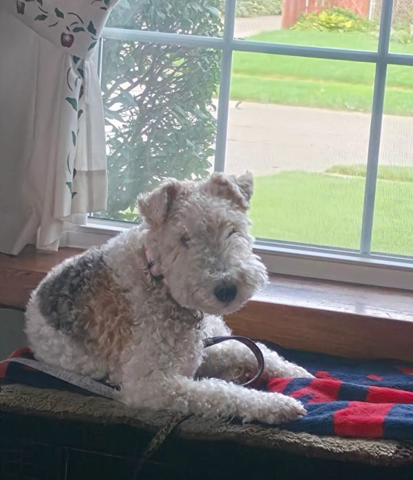 A dog enjoying at home care from Southwest Petsitting