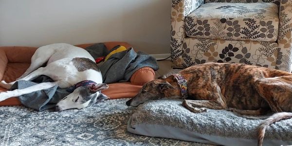 Two dogs sleeping lazily on cushions indoors during drop-in petare in Olmsted Falls.