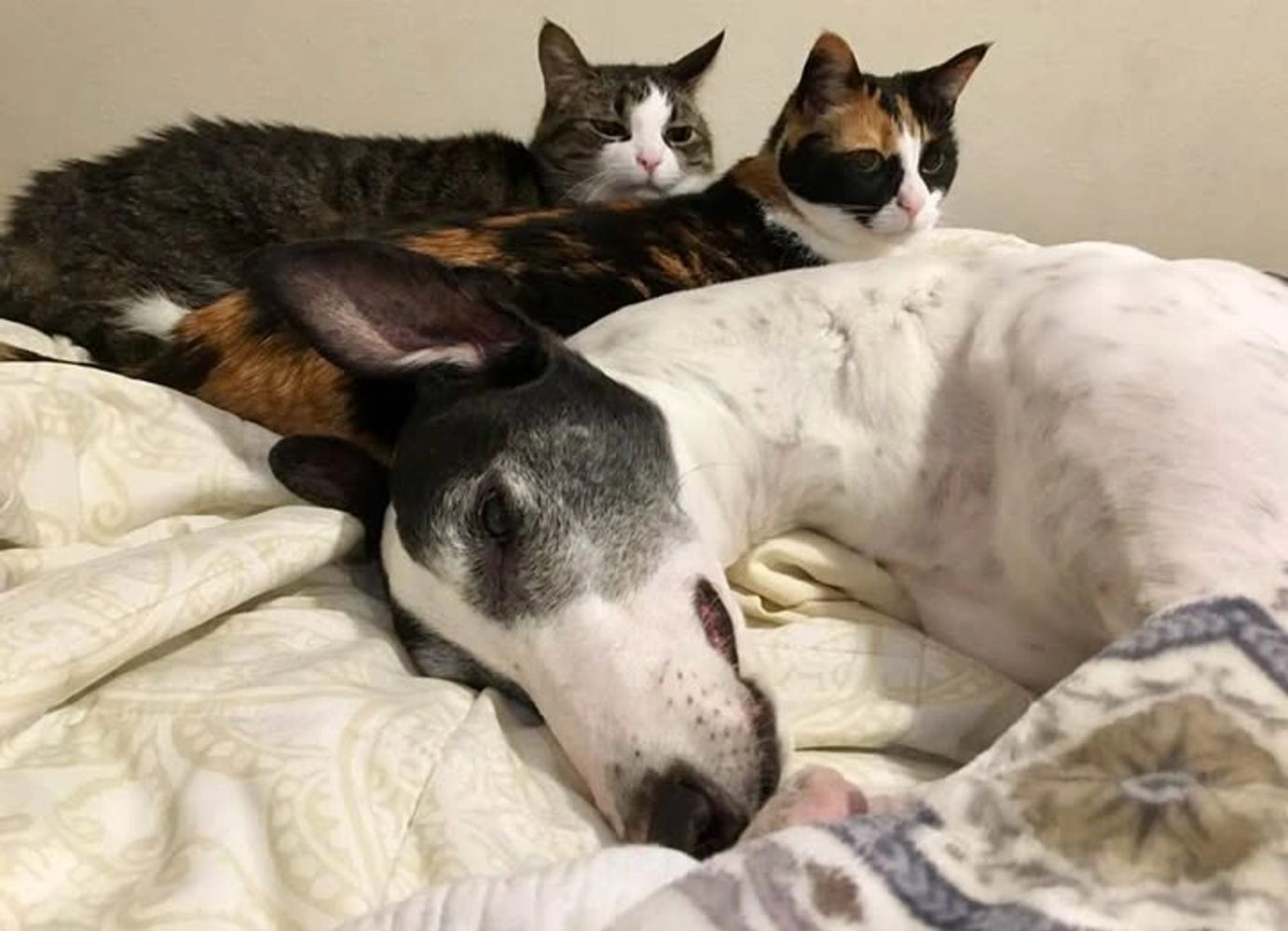 A peaceful greyhound sleeping alongside two relaxed cats, showcasing premium in-home pet care and sp