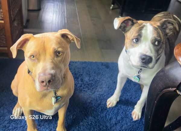 Two dogs waiting for a treat from their petsitter in Olmsted Falls, Ohio