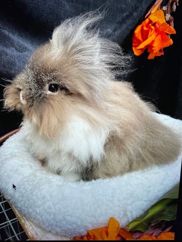 baby bunny rabbit Lionhead