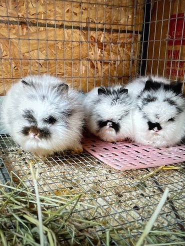 Lionhead baby bunny rabbits