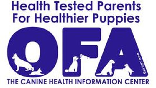 All our puppies are health tested and results published on OFA under their names and Registrations