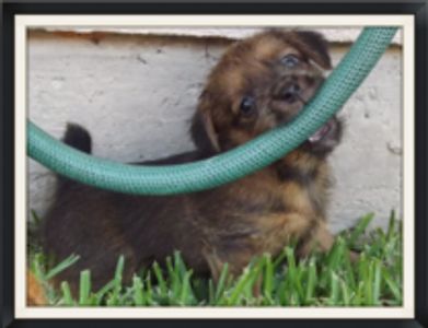 Cute puppy in puppy run