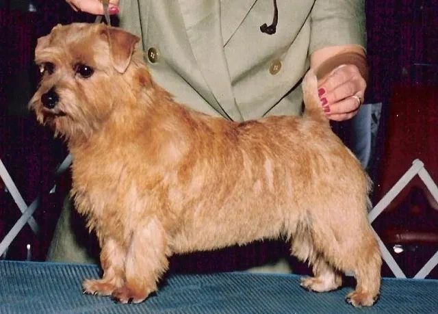 CH Abbedale Sweet Pea's Regency (Sweet Pea)