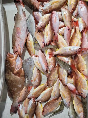 A large catch of fish, including Red Grouper, Vermillion Snappers, Yellowtail Snappers, Porgies, etc