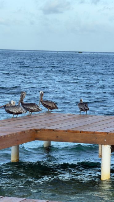 Pelícanos sobre un muelle de madera en el mar.