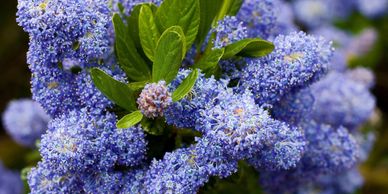 Common California Lilac (“Victoria”):  Grows 9 feet tall and 12 feet wide.  Takes well to pruning.  