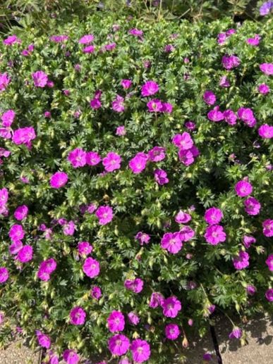 Geranium sanguineum“Max Frei”, “Album” and Geranium reichardi/ Alpine Geranium available.
