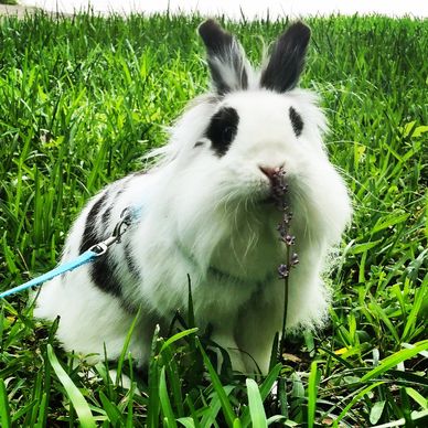 Bunny in Pensacola Florida at an animal party. We provide animal entertainment.