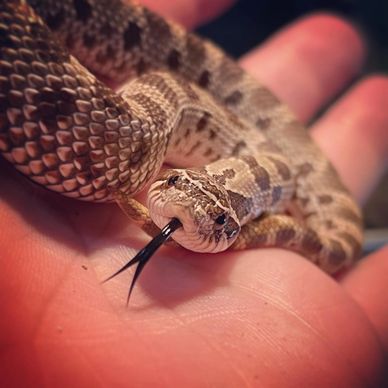 Arrow the hognose snake  in Pensacola Florida at an animal party. We provide animal entertainment.