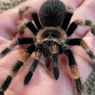 Mexican red knee  in Pensacola Florida at an animal party. We provide animal entertainment.