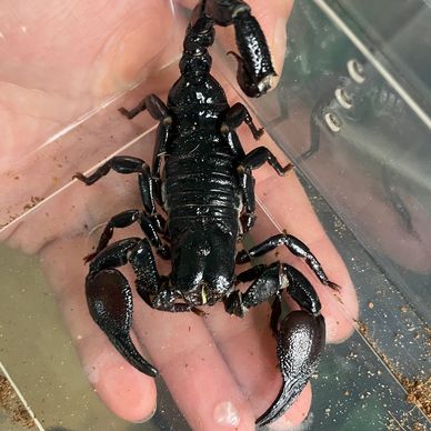 Asian forest scorpion  in Pensacola Florida at an animal party. We provide animal entertainment.