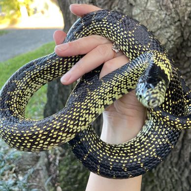 Speckled Kingsnake in Pensacola Florida at an animal party. We provide animal entertainment.