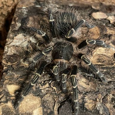 Golden Knee Tarantula in Pensacola Florida at an animal party. We provide animal entertainment.