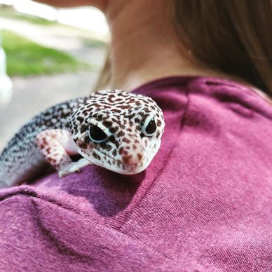 Leopard gecko in Pensacola Florida at an animal party. We provide animal entertainment.