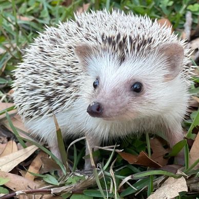 African pygmy hedgehog in Pensacola Florida at an animal party. We provide animal entertainment