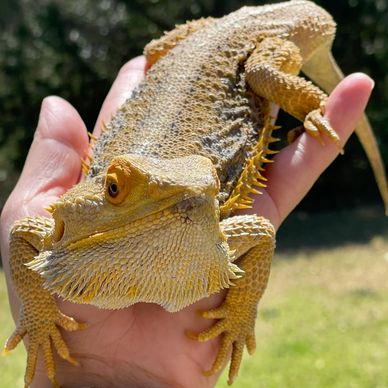 Newton the bearded dragon in Pensacola Florida at an animal party. We provide animal entertainment.