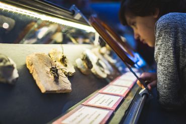 A child observes fossils displayed in a museum glass case.