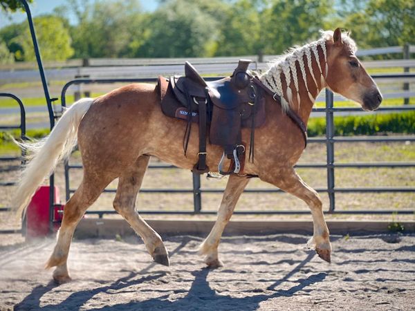 A braided-maned horse with a saddle trots in a sunlit paddock.