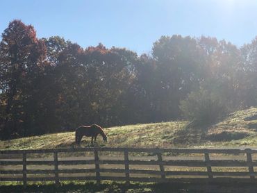 A horse grazes peacefully on a sunlit autumn hillside behind a wooden fence.