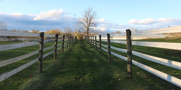 A peaceful grassy path flanked by white wooden fences under a blue sky.