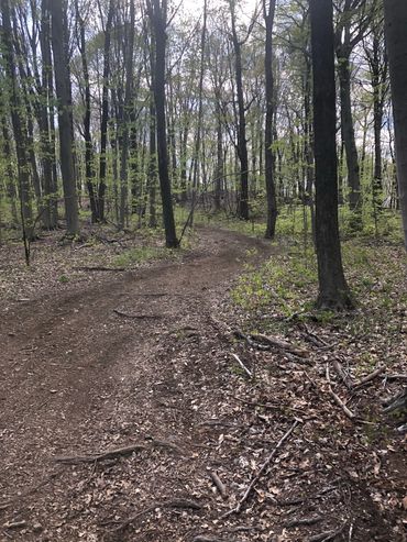 A winding dirt path through a dense forest with tall trees and fresh green leaves.