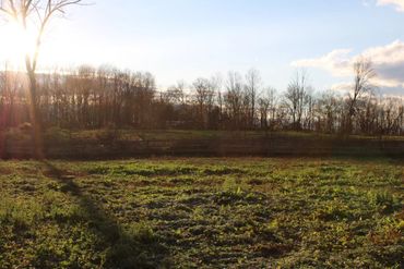 Sunlit field with green crops and bare trees in the background during late afternoon.