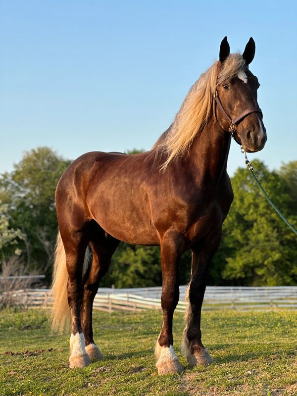 A majestic brown horse with a blonde mane stands in a sunlit pasture.