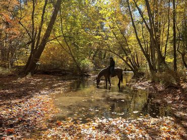 A person on horseback drinking water in a sunlit autumn forest stream.