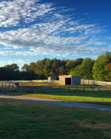 A peaceful horse pasture with wooden shelters under a partly cloudy sky.