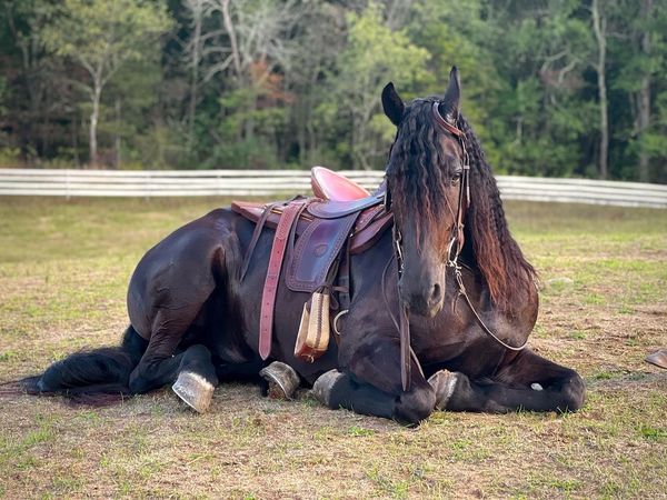 A black horse with a saddle lying on grass in a fenced area.