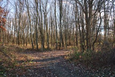 A leaf-covered dirt path winding through a leafless forest in late autumn.