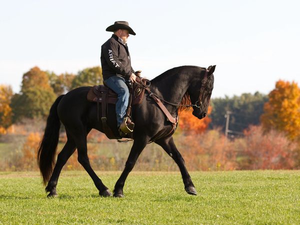 Man in cowboy hat riding a black horse in a grassy field with autumn trees.