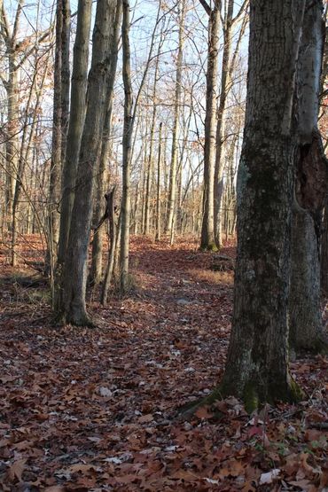 A forest path covered in dry autumn leaves on a sunny day.