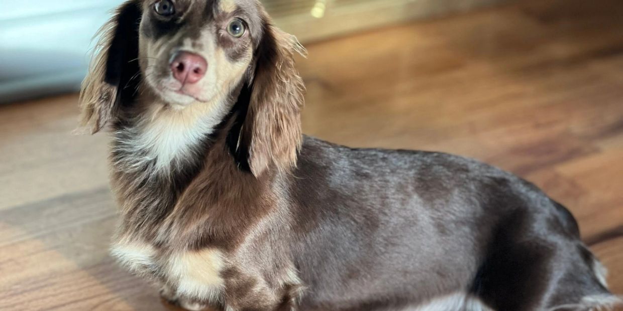 Cute dachshund dog lying on wooden floor.