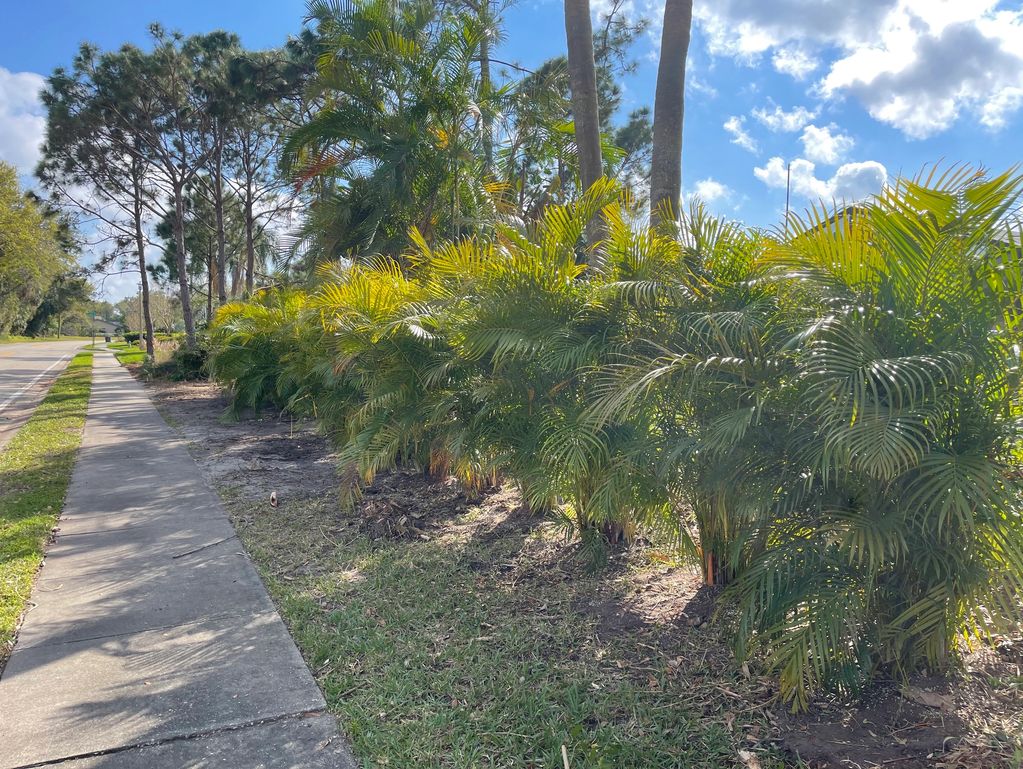 Here we planted a row of Areca Palms to create an immediate natural privacy wall.